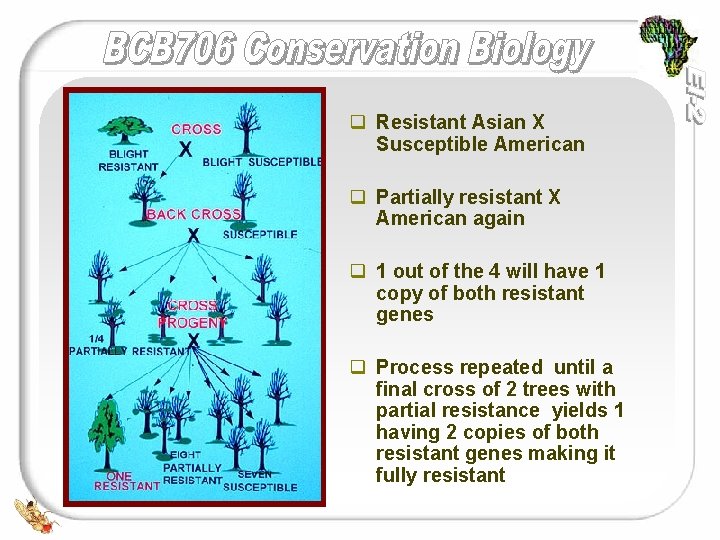 q Resistant Asian X Susceptible American q Partially resistant X American again q 1