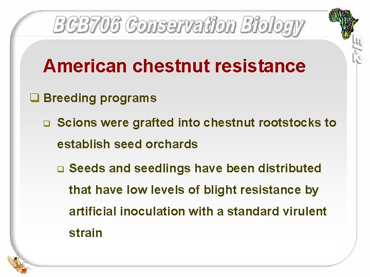 American chestnut resistance q Breeding programs q Scions were grafted into chestnut rootstocks to