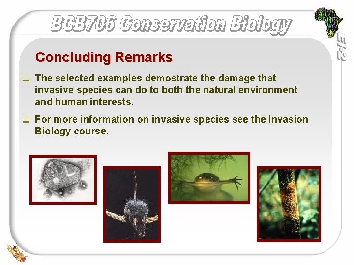 Concluding Remarks q The selected examples demostrate the damage that invasive species can do