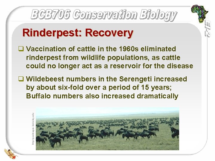 Rinderpest: Recovery q Vaccination of cattle in the 1960 s eliminated rinderpest from wildlife