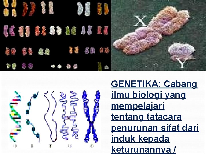 GENETIKA: Cabang ilmu biologi yang mempelajari tentang tatacara penurunan sifat dari induk kepada keturunannya