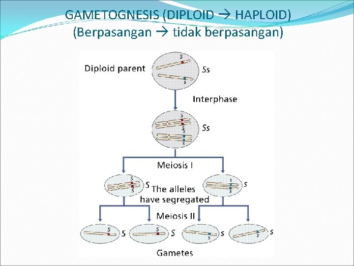 GAMETOGNESIS (DIPLOID HAPLOID) (Berpasangan tidak berpasangan) 