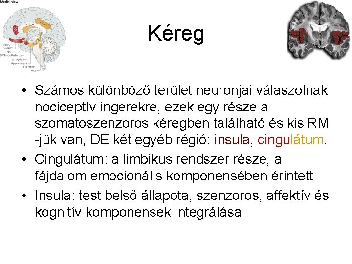 Kéreg • Számos különböző terület neuronjai válaszolnak nociceptív ingerekre, ezek egy része a szomatoszenzoros