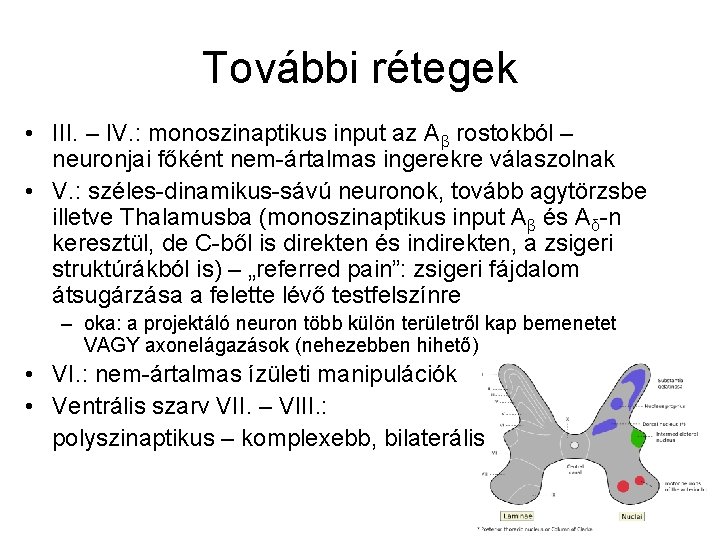 További rétegek • III. – IV. : monoszinaptikus input az Aβ rostokból – neuronjai