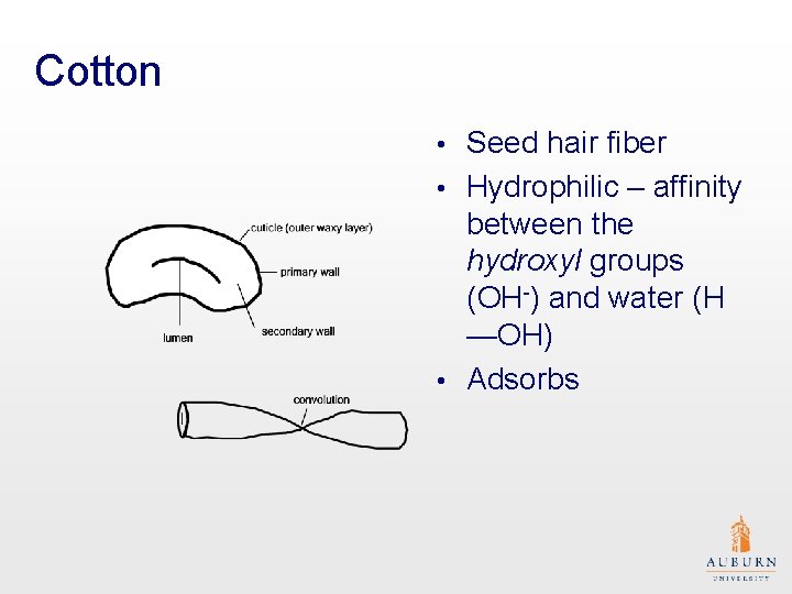 Cotton Seed hair fiber • Hydrophilic – affinity between the hydroxyl groups (OH-) and