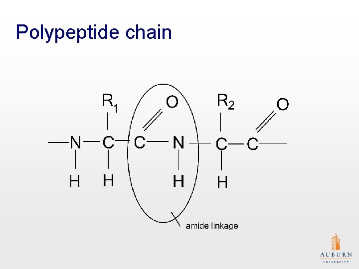 Polypeptide chain 