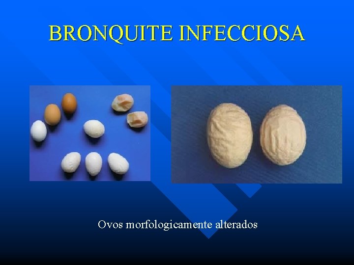 BRONQUITE INFECCIOSA Ovos morfologicamente alterados 