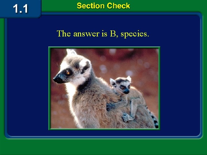 The answer is B, species. 