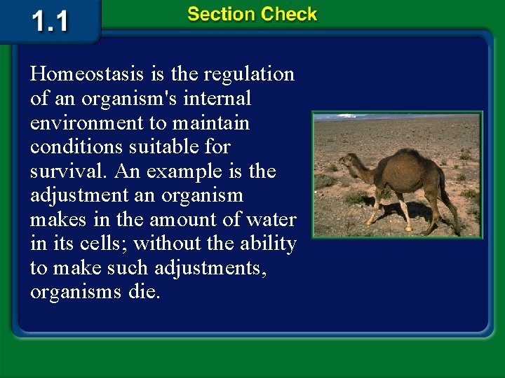 Homeostasis is the regulation of an organism's internal environment to maintain conditions suitable for