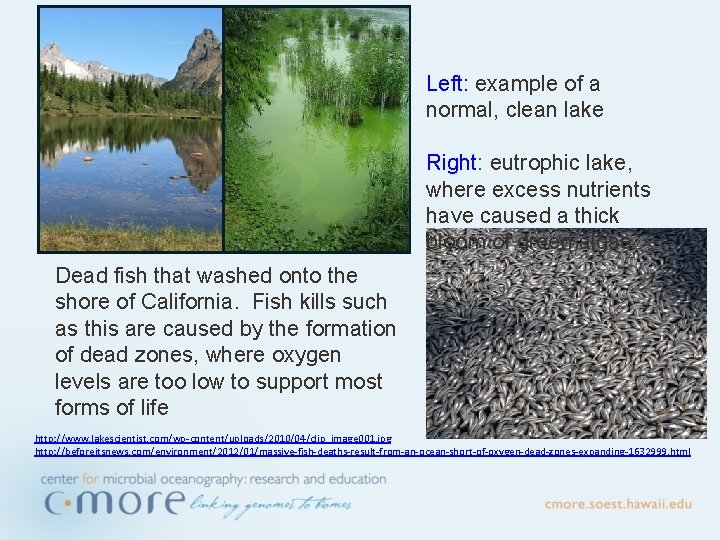 Left: example of a normal, clean lake Right: eutrophic lake, where excess nutrients have