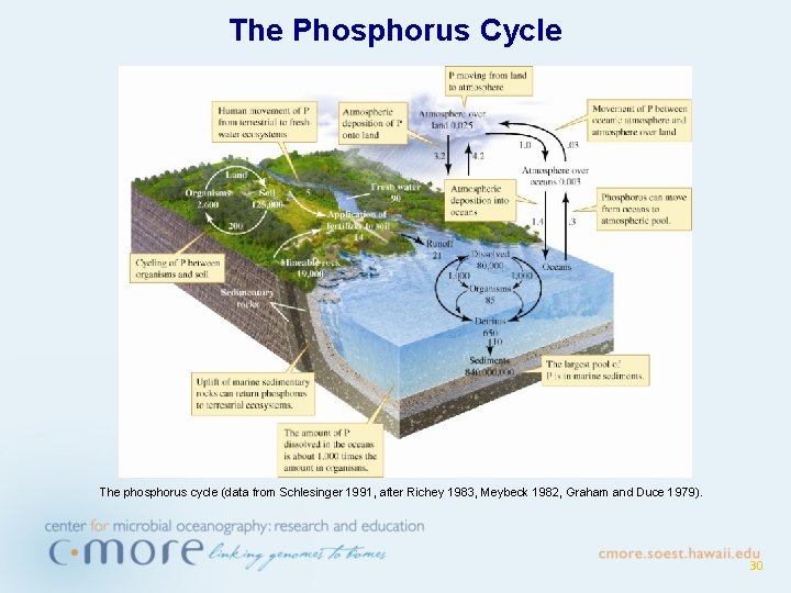 The Phosphorus Cycle The phosphorus cycle (data from Schlesinger 1991, after Richey 1983, Meybeck