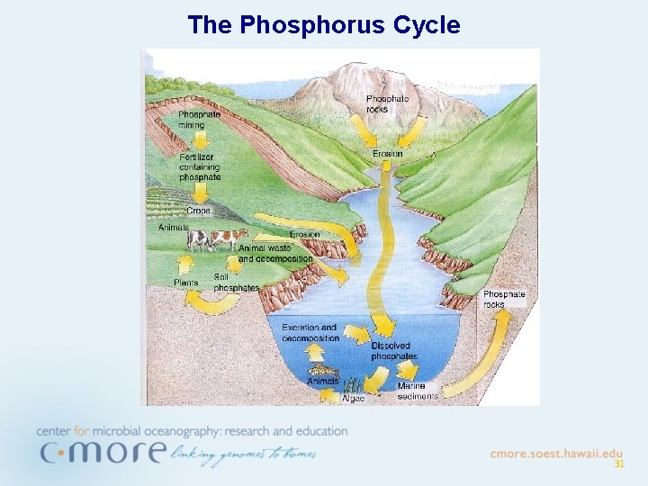 The Phosphorus Cycle 31 