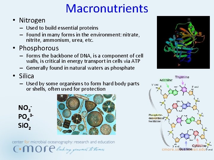  • Nitrogen Macronutrients – Used to build essential proteins – Found in many