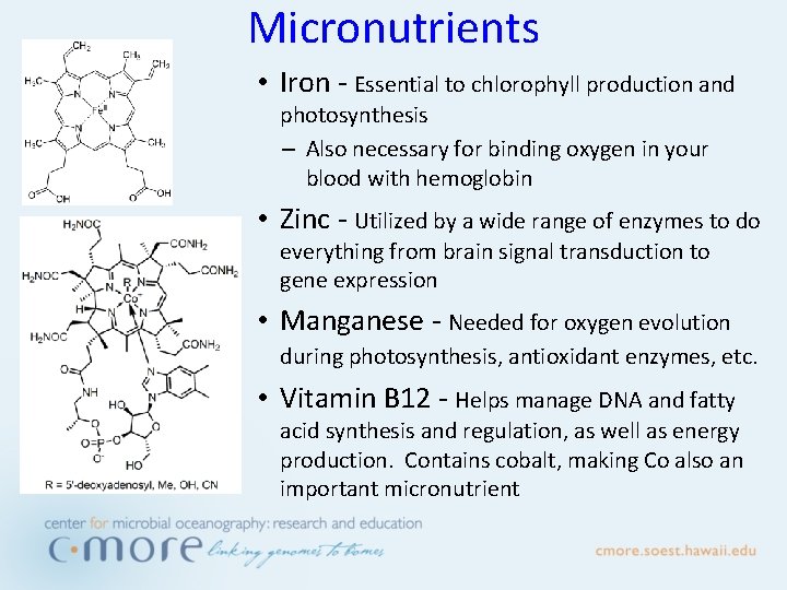 Micronutrients • Iron - Essential to chlorophyll production and photosynthesis – Also necessary for