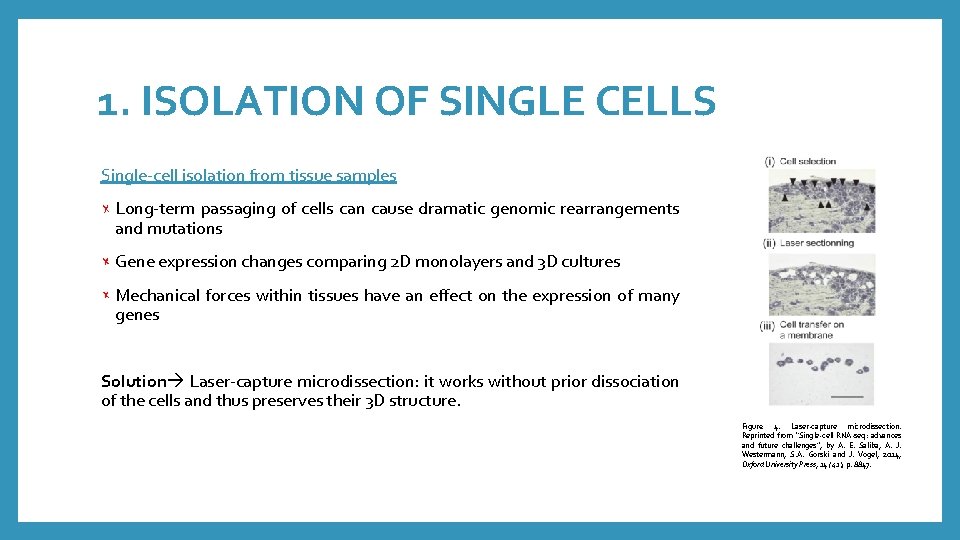 1. ISOLATION OF SINGLE CELLS Single-cell isolation from tissue samples Long-term passaging of cells