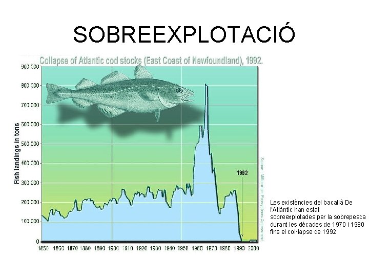 SOBREEXPLOTACIÓ Les existències del bacallà De l'Atlàntic han estat sobreexplotades per la sobrepesca durant