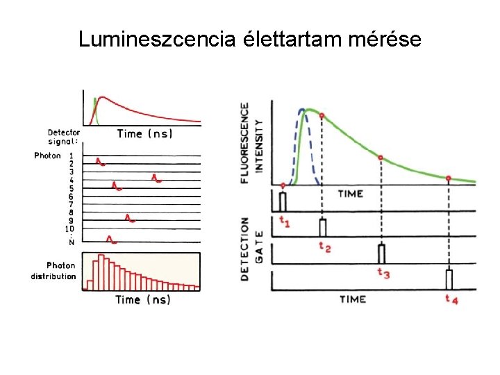 Lumineszcencia élettartam mérése 