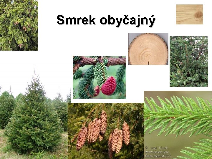 Smrek obyčajný 