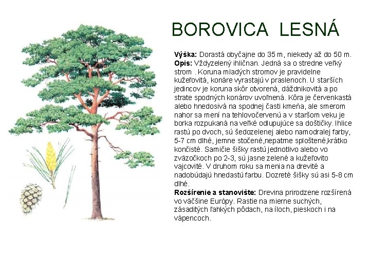 BOROVICA LESNÁ Výška: Dorastá obyčajne do 35 m, niekedy až do 50 m. Opis: