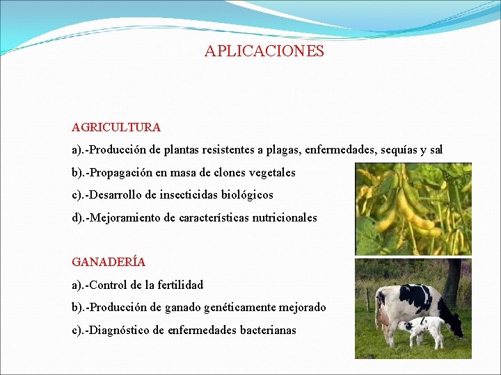 APLICACIONES AGRICULTURA a). -Producción de plantas resistentes a plagas, enfermedades, sequías y sal b).
