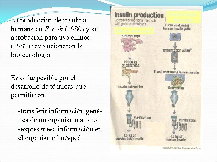 La producción de insulina humana en E. coli (1980) y su aprobación para uso