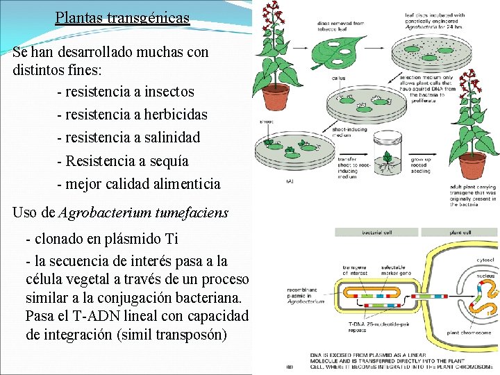 Plantas transgénicas Se han desarrollado muchas con distintos fines: - resistencia a insectos -