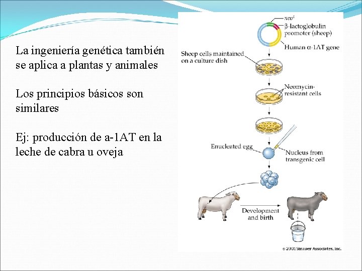 La ingeniería genética también se aplica a plantas y animales Los principios básicos son