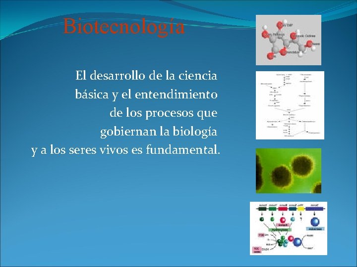 Biotecnología El desarrollo de la ciencia básica y el entendimiento de los procesos que