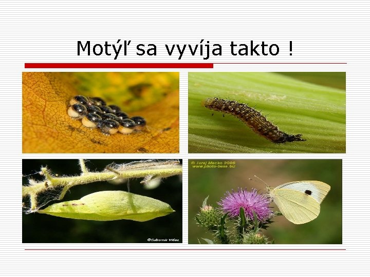 Motýľ sa vyvíja takto ! 