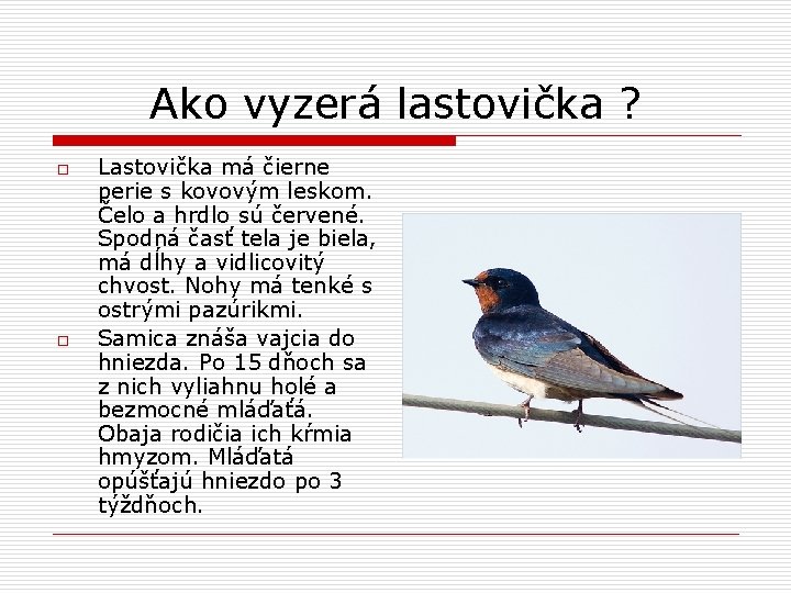 Ako vyzerá lastovička ? o o Lastovička má čierne perie s kovovým leskom. Čelo