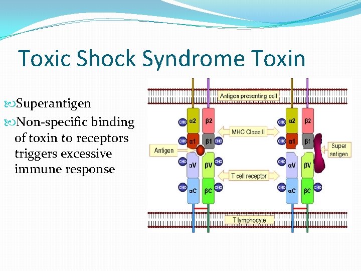 Toxic Shock Syndrome Toxin Superantigen Non-specific binding of toxin to receptors triggers excessive immune