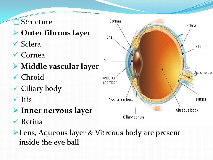 � Structure Ø Outer fibrous layer ü Sclera ü Cornea Ø Middle vascular layer