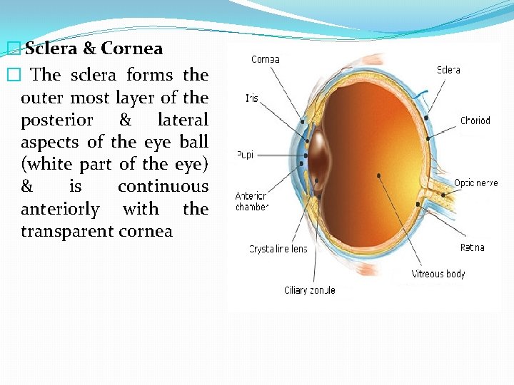 � Sclera & Cornea � The sclera forms the outer most layer of the