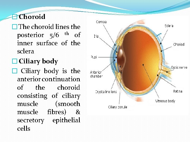 � Choroid � The choroid lines the posterior 5/6 th of inner surface of