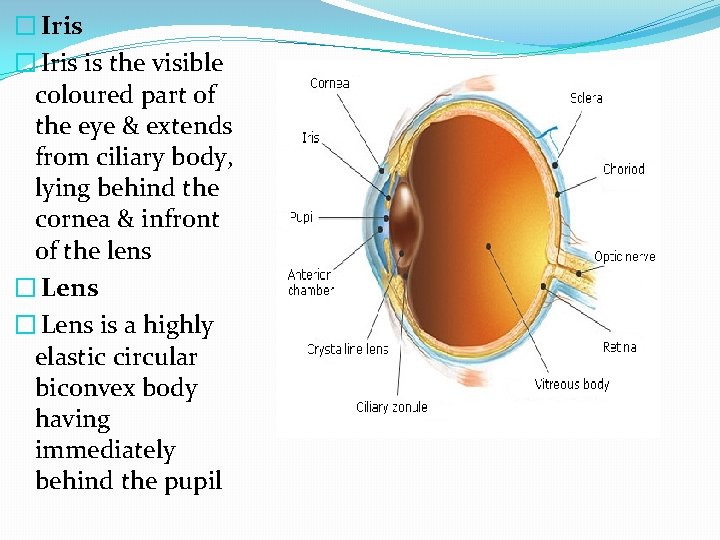 � Iris is the visible coloured part of the eye & extends from ciliary
