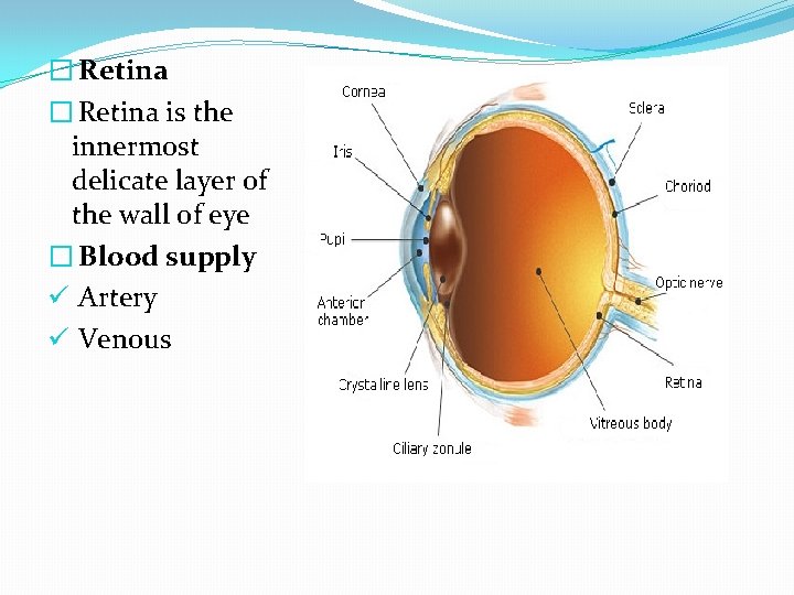 � Retina is the innermost delicate layer of the wall of eye � Blood