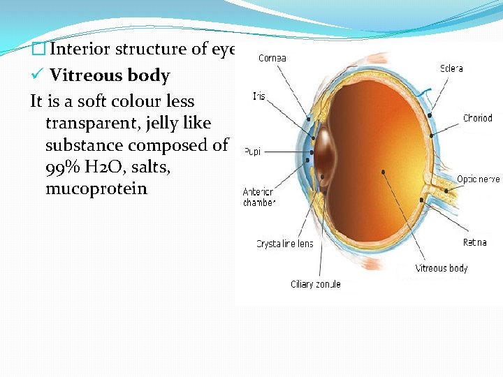 � Interior structure of eye ü Vitreous body It is a soft colour less