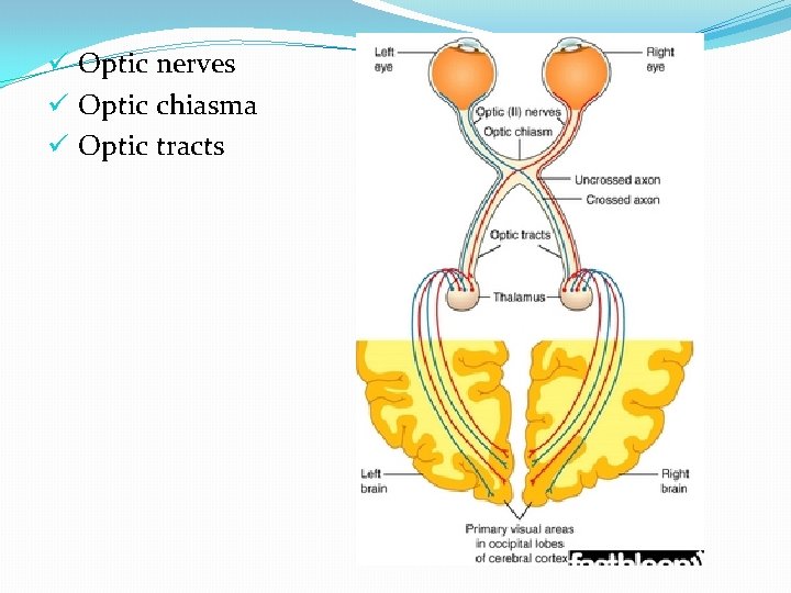 ü Optic nerves ü Optic chiasma ü Optic tracts 