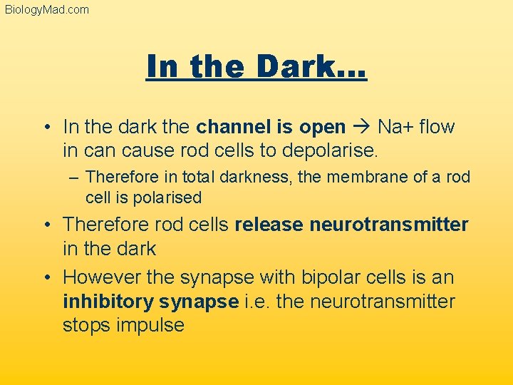 Biology. Mad. com In the Dark… • In the dark the channel is open