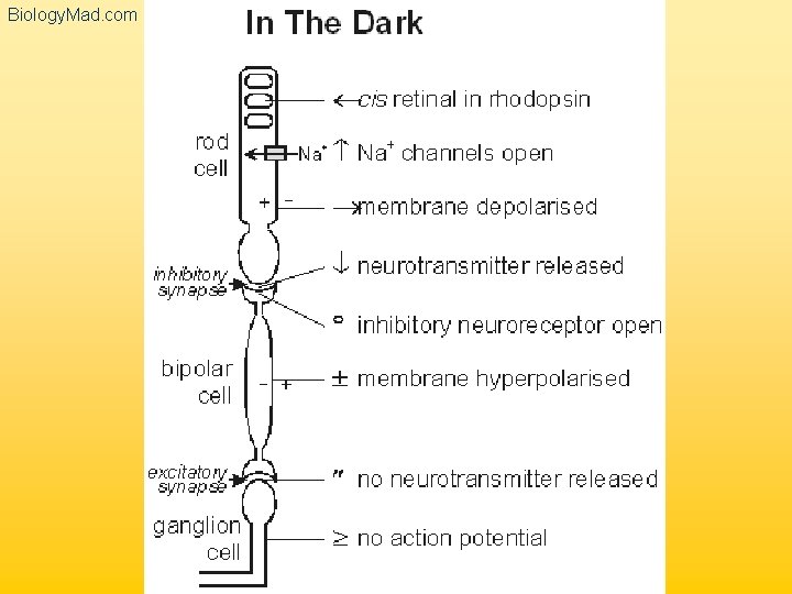 Biology. Mad. com 