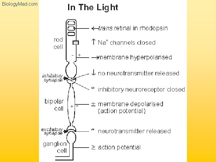 Biology. Mad. com 