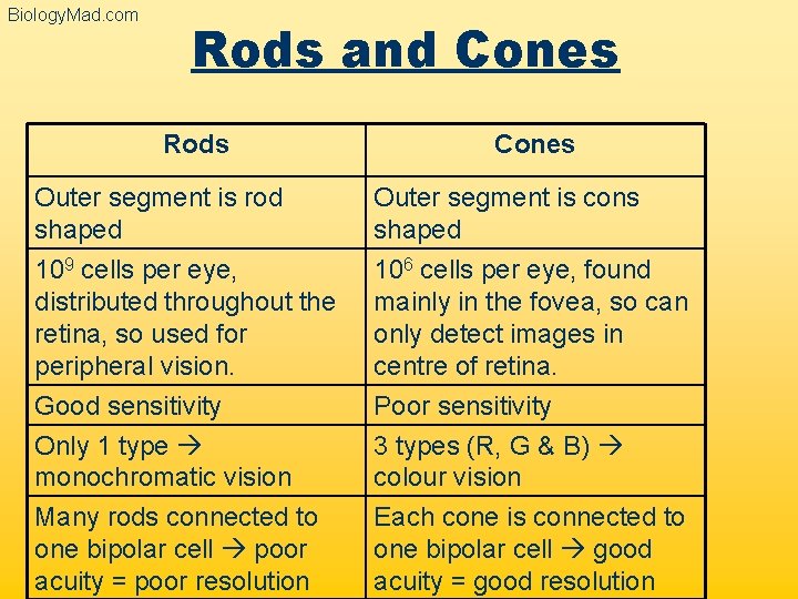 Biology. Mad. com Rods and Cones Rods Cones Outer segment is rod shaped Outer