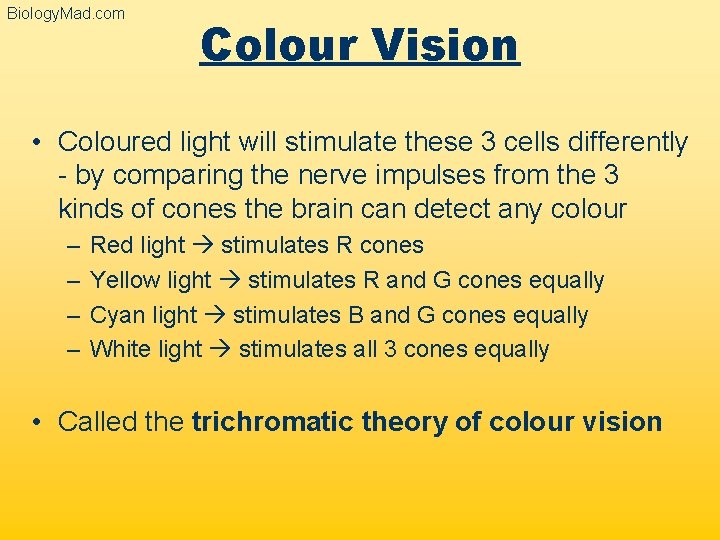 Biology. Mad. com Colour Vision • Coloured light will stimulate these 3 cells differently