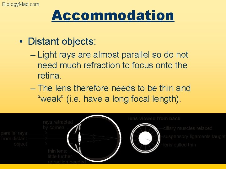 Biology. Mad. com Accommodation • Distant objects: – Light rays are almost parallel so