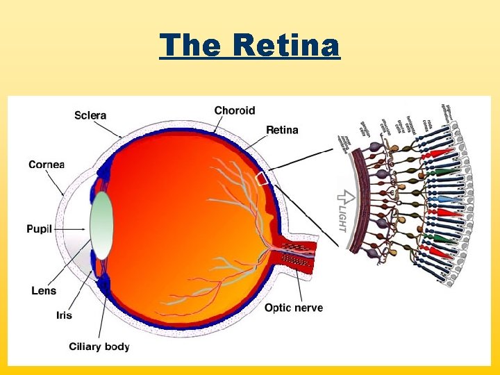 The Retina 