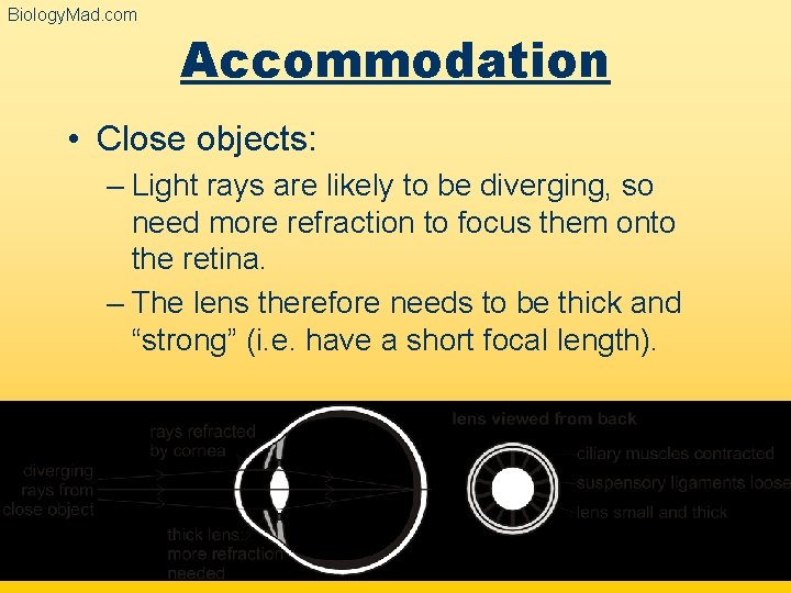 Biology. Mad. com Accommodation • Close objects: – Light rays are likely to be