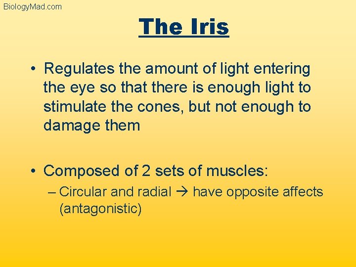 Biology. Mad. com The Iris • Regulates the amount of light entering the eye