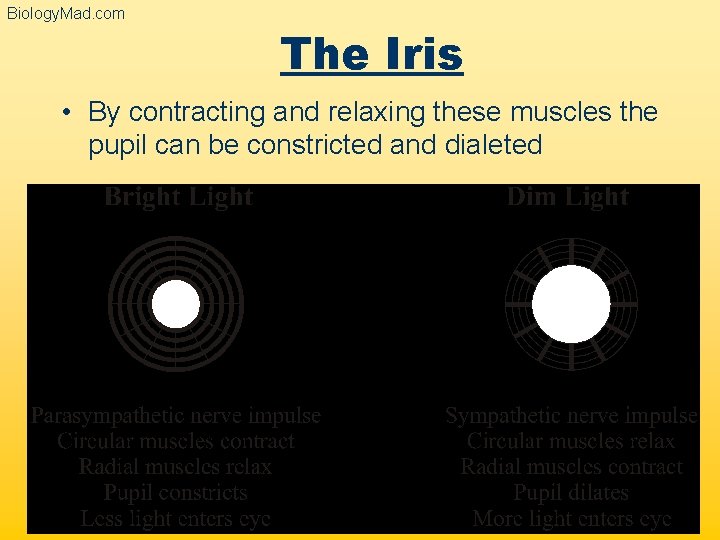 Biology. Mad. com The Iris • By contracting and relaxing these muscles the pupil