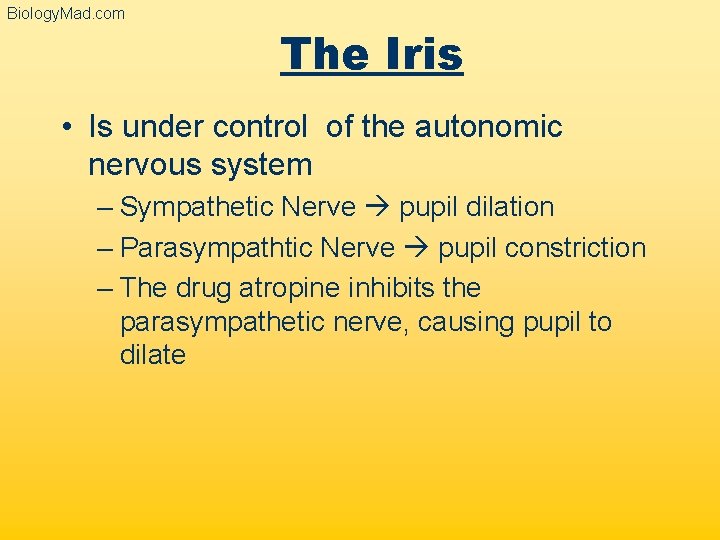 Biology. Mad. com The Iris • Is under control of the autonomic nervous system