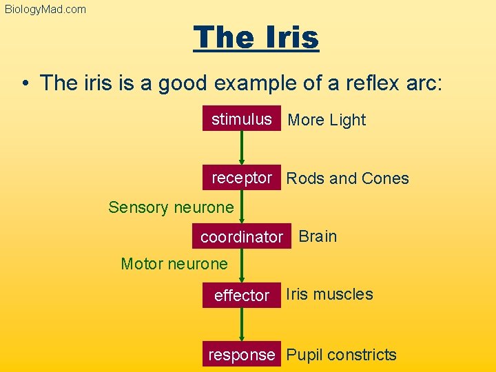 Biology. Mad. com The Iris • The iris is a good example of a